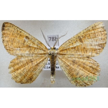 Angerona prunaria (Linnaeus, 1758) Czech78b